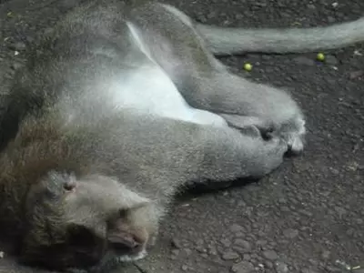 Medical Students Torture And Kill Monkey At Christian Medical College In Tamil Nadu