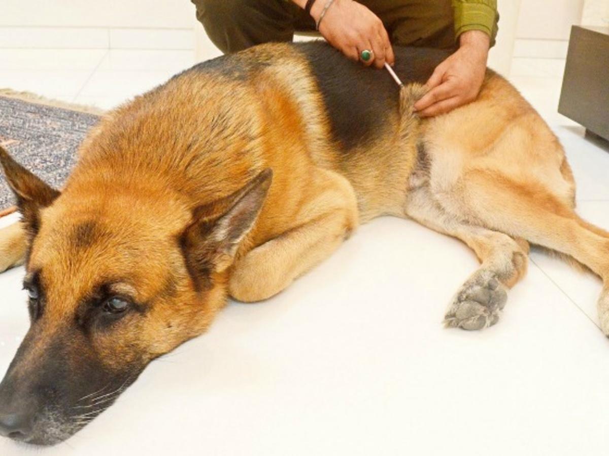 Can Dogs Get Sick From Lack Of Attention