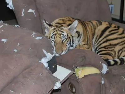 Tiger Invades Uttarakhand Home, Kicks Out Family