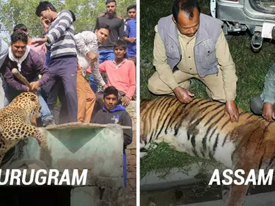 Bad Day For Big Cats - Gurugram Kills A Leopard & Assam Executes A Tiger After Both Maul People