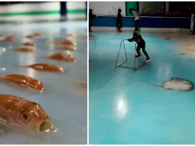 frozen fish skating japan