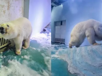 World's Saddest Polar Bear, Pizza, Is Being Temporarily Moved From China's Mall To A New Home