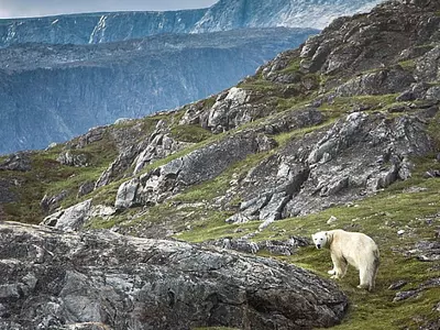 Far Away From Home, This Polar Bear Wanders Off To A Grassy Mountainside With No Ice In Sight!