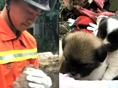 Determined Firefighters Save Nine Puppies And A Pregnant Dog From The Ruins Of A Collapsed Home