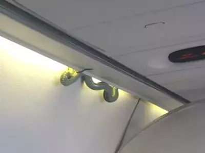 A Snake Got Loose In A Freaking Plane And Scared The Shit Out Of Passengers!