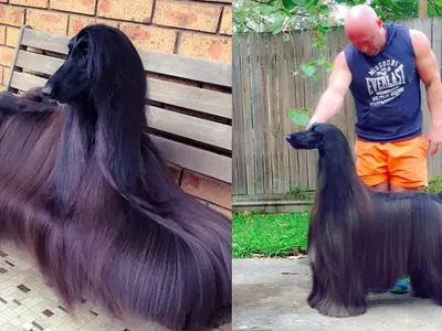 Afghan Hound Steals Dog Lovers' Hearts With Its Silky Hair And Poised Appearance!