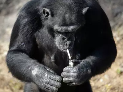 Chimpanzee Smoking 20 Cigarettes A Day In North Korean Zoo Angers Animal Rights Activists!