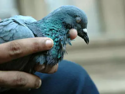 Another 'Pak' Pigeon Lands In Ajnala