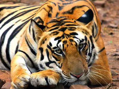 Virgin Tiger Leaves Mates High And Dry In Bhopal