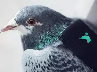 J&K: 150 Pigeons Being Used For Espionage, Probe Ordered