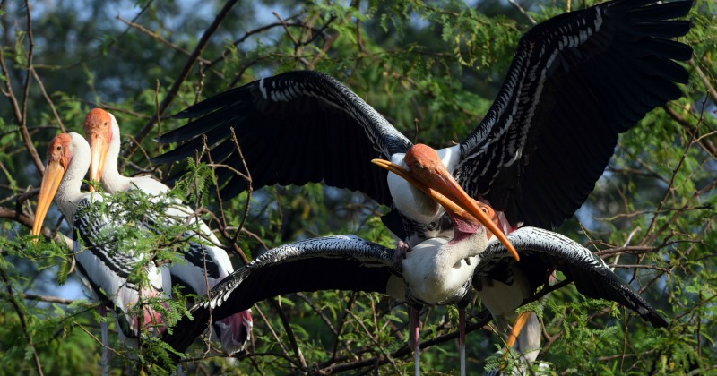 After Delhi Zoo And Deer Park, Bird Flu Now Reaches Gwalior; 15 Birds ...