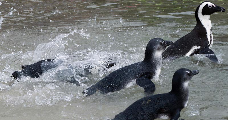 Mumbai Zoo's Penguin Experiment Is Going Horribly Wrong, One Has