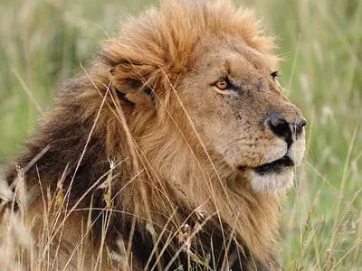 Online Plea For Release Of 'Innocent' Lion Into The Wild