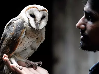 Ahead Of Diwali, Owls, Believed To Bring Prosperity Are In High Demand In UP