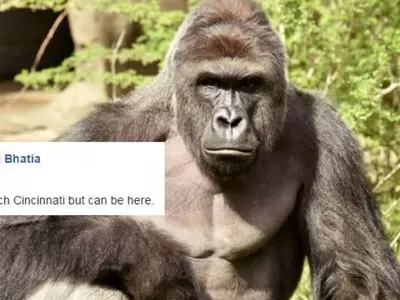 Delhi Is Organizing A Candlelight Vigil For Harambe Because Better Late Than Never