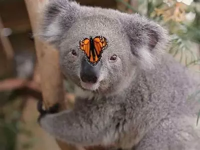 This Koala's Photoshoot Was Photobombed By A Very Adamant Butterfly Who Refused To Budge!