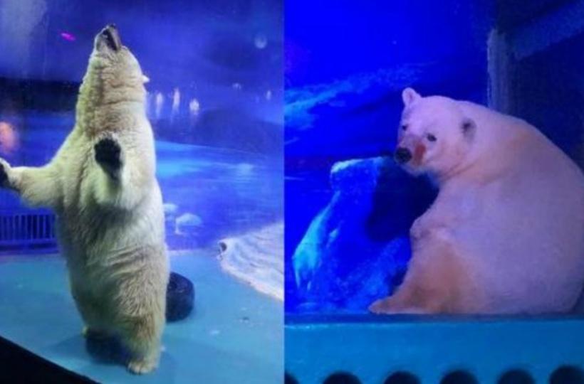Meet The Depression-Stricken Polar Bear Who Goes By The Name Of 'Pizza' And  Lives In A Mall