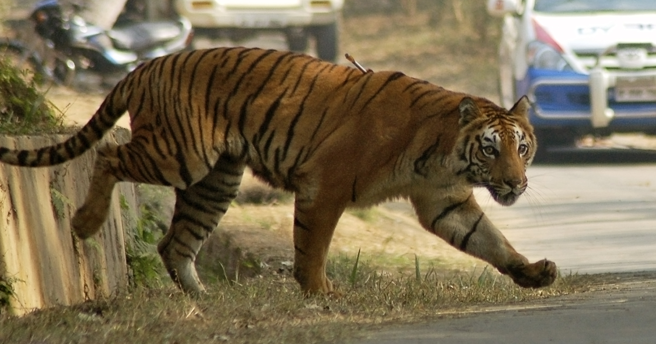 Tiger attacks. Тигр рядом с человеком. Тигр раджастхана. Амурский тигр охота на кабана. Tiger attacks.