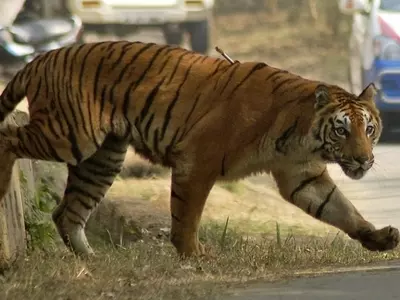 Rs 75 Lakh Spent To Catch This Maneating Tigress Over 44 Days + 5 Other Reads From The Day