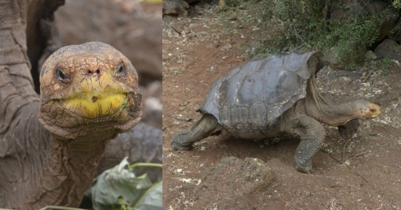 Meet Diego The Loved Up Tortoise Who Had So Much Sex He Saved His Entire Species From Extinction 