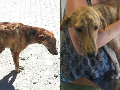 Woman Finds A Dog With Broken Spine On Vacation, Brings Him Home From Greece To Holland