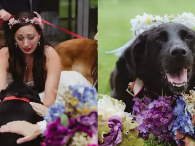 Dog Dying From Brain Tumour Lived Another Day To See His Human Get Married!