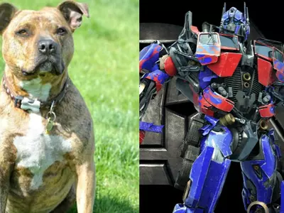 Freya, The World's Loneliest Dog Has Bagged A Role In Transformers 5 And We Are Super Excited!