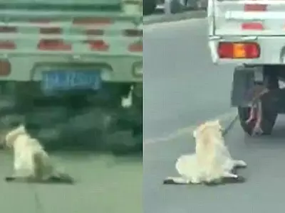 Disturbing Video Shows A Dog Being Dragged By A High-Speeding Van In China!