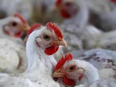 Gujarat Police Catch Chicken Seller During Jain ‘Paryushan’ Festival’ Meat Ban