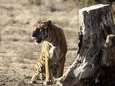 7 Lakh Trees, 90 Sq Km Of Panna Tiger Reserve May Submerge In Ken-Betwa Project