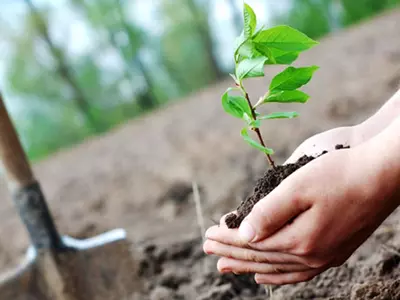 Money Will Grow On Trees, As Mumbai  Will Give ‘Tree Credits’ To Those Who Raise Trees!