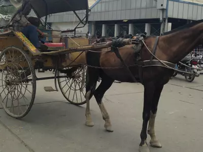 No Ambulance, So She Delivered Her Child In A Horse Cart Right Outside The Hospital