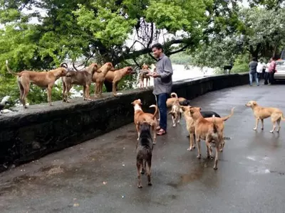This NGO In Mumbai Is Hosting A Birthday Party For 1,200 Stray Dogs And You Are All Invited!