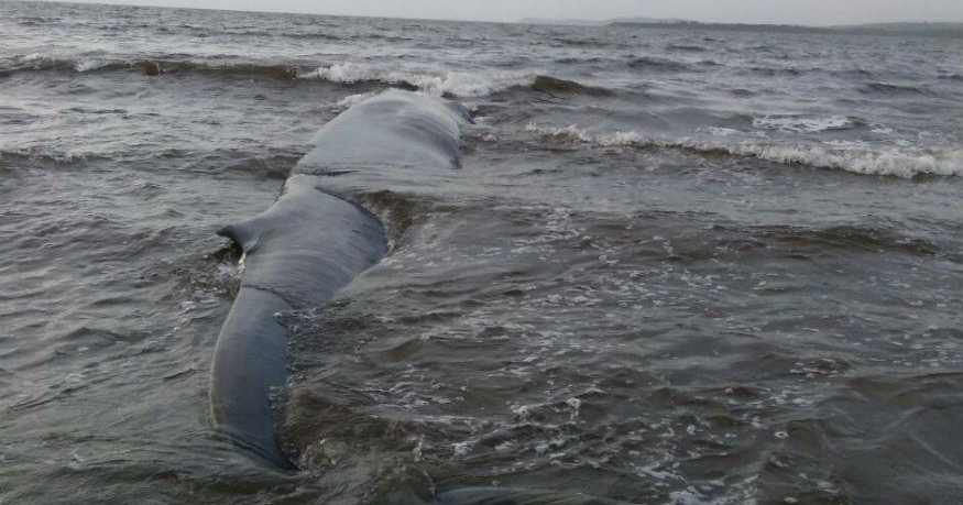 After An 8 Hour Rescue Operation, 47-Foot-Long Blue Whale Rescued In ...