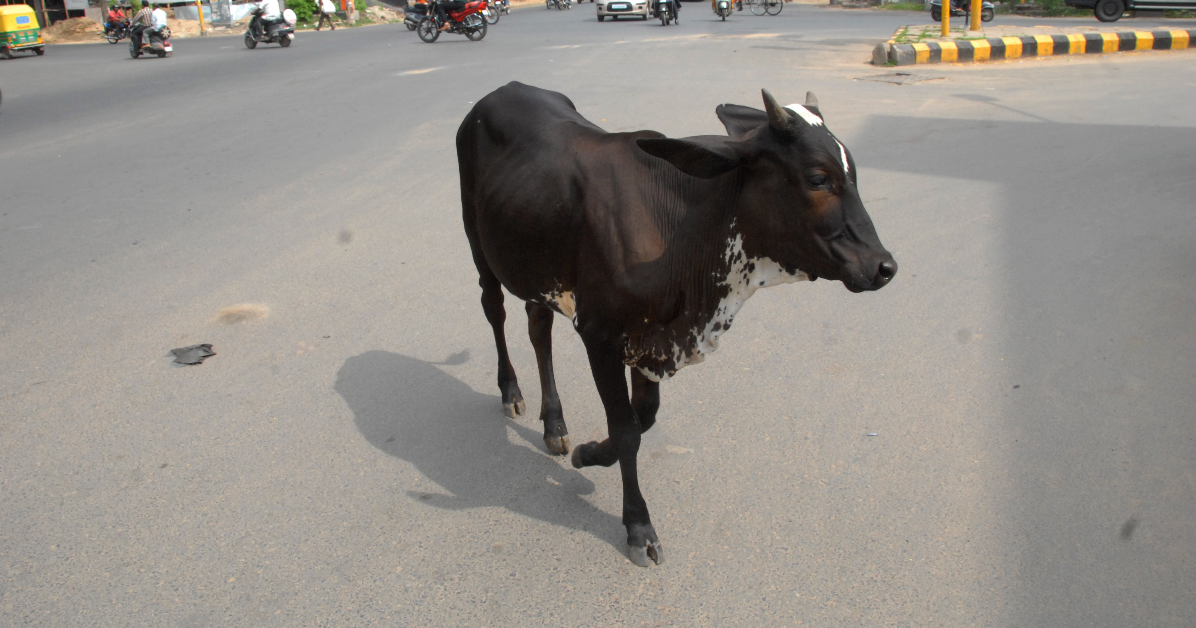 Gujarat Engineers Develop Alert System For Drivers To Find Stray Cows