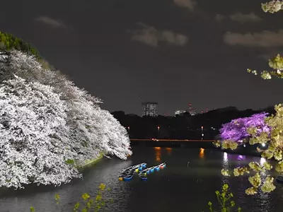 cherry blossoms Japan