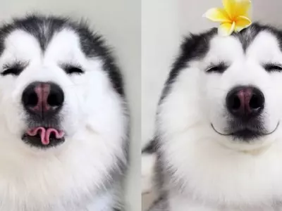 Meet The Happiest Dog In The World, Maru The Husky Who Also Looks Like A Panda!