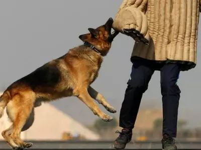Dog saves wedding party from suicide bomber in Nigeria