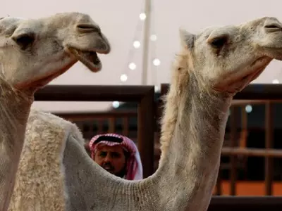 A Camel Beauty Pageant Is A Real Thing