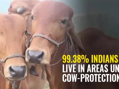 There Is A 99.38% Chance That Cows Are Safer In Your City Than Your Wife, Mother Or Daughter