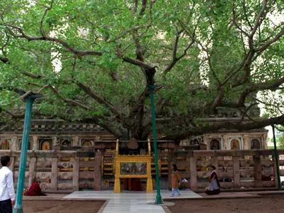 Mahabodhi Tree