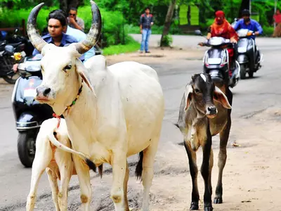 Cows Aadhaar Cards