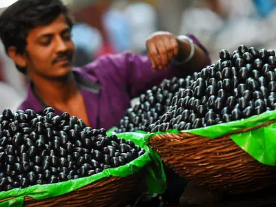 IIT scientists create low-cost solar cells using Jamun