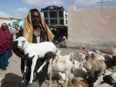 Zimbabwe okays payment of school fees with Goats!