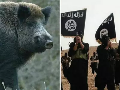 Wild boars maul 3 ISIS