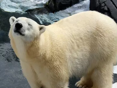 Captive Polar Bear At US Marine Park Dies Of A 'Broken Heart' After Being Separated From Partner