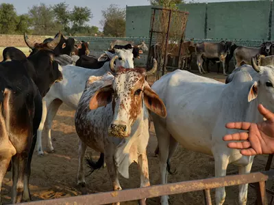 Bihar illegal slaughter houses