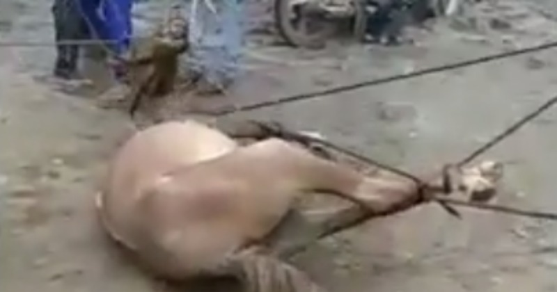 Man Killed By Horse Cock