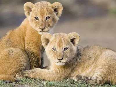 Ahmedabad Lion Cub Rescued