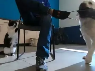 dog cat training disability